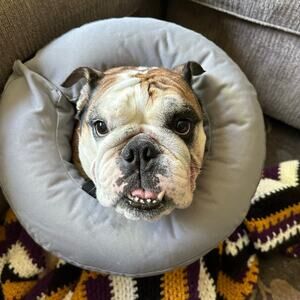 Well And Good Inflatable Dog Collar